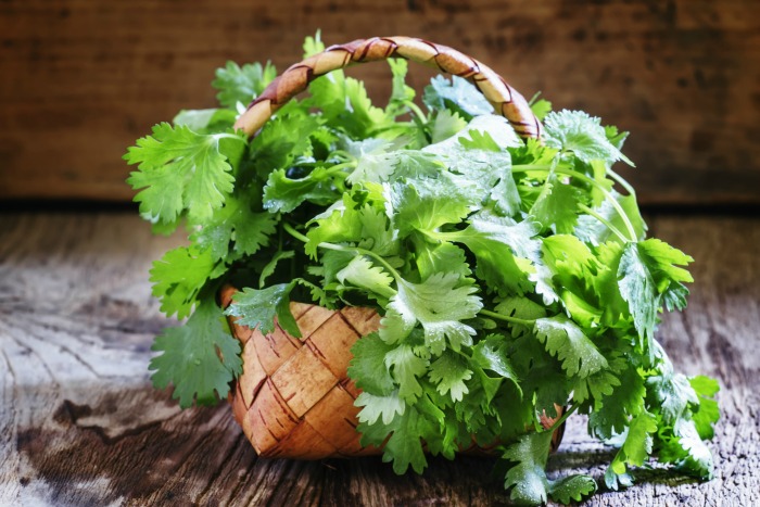 How To Preserve Cilantro From The Garden