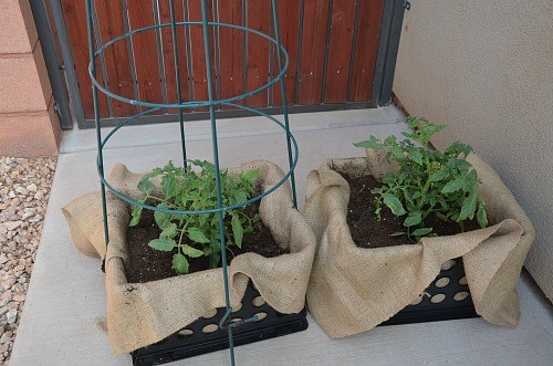 Grow Tomato Plants Anywhere