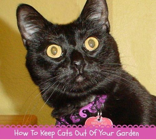 How To Keep Cats Out Of Mulch How To Keep Cats Out Of Mulch