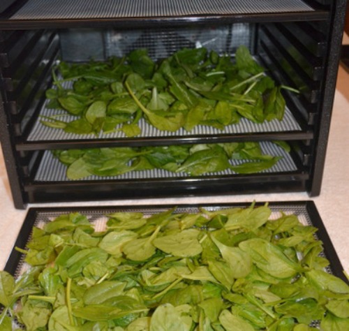 dehydrate spinach