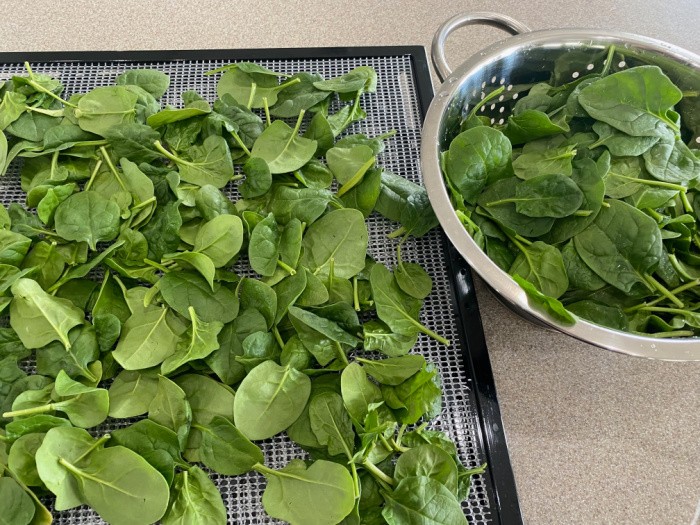 Spinach Placed on Racks