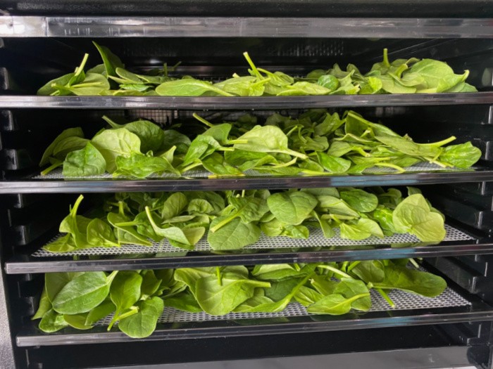 Fresh Spinach on Dehydrator Racks