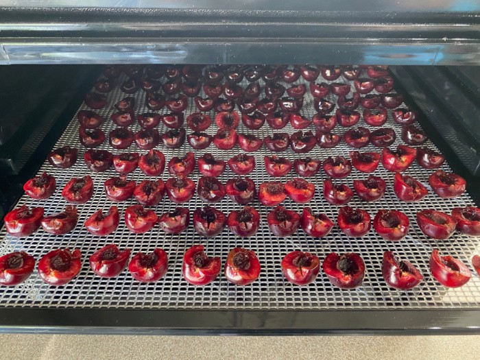 Cherries in the Dehydrator