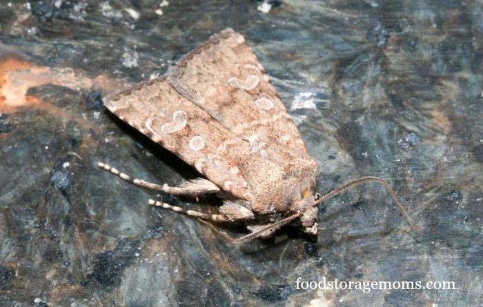 How To Get Rid Of Pantry Moths In Your Kitchen Food Storage Moms