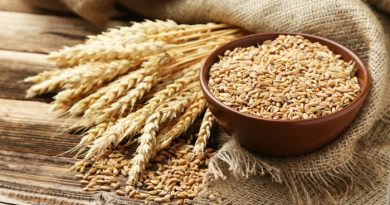 Why You Need To Store Wheat For Survival