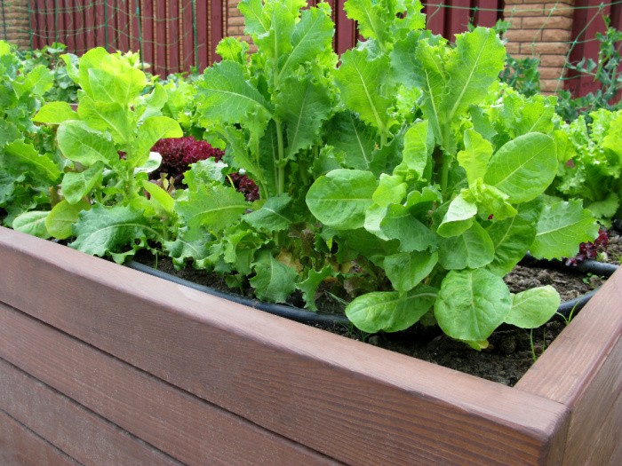 Garden Wooden Box