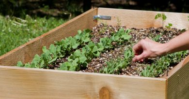 raised garden beds