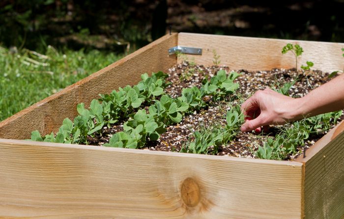 raised garden beds