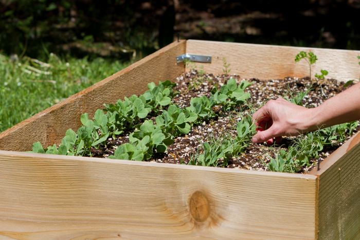 raised garden beds