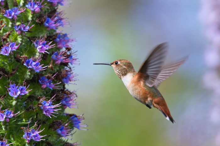 Hummingbird