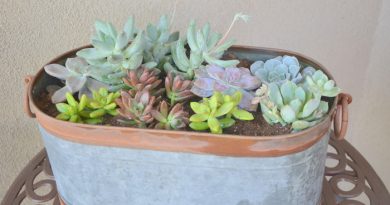 Succulents
