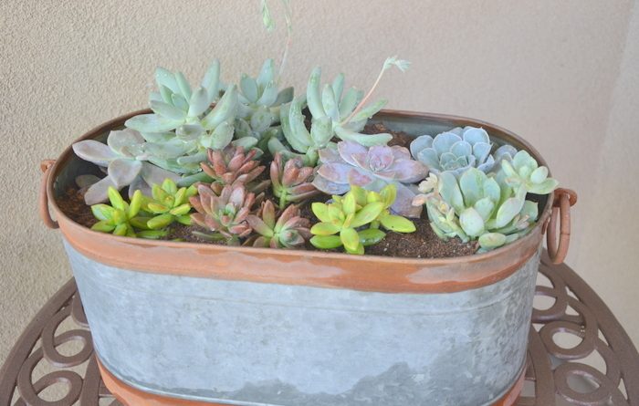 Succulents
