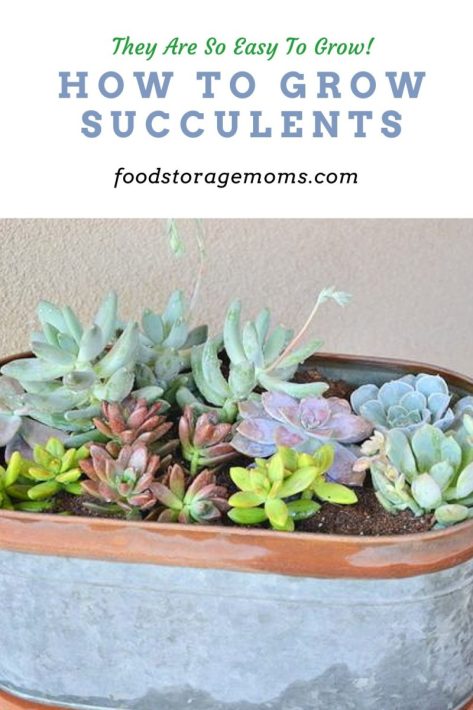 How To Grow Succulents