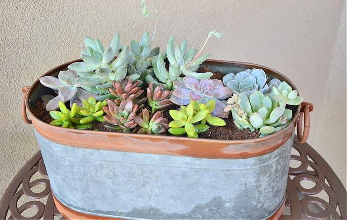 Growing Succulents