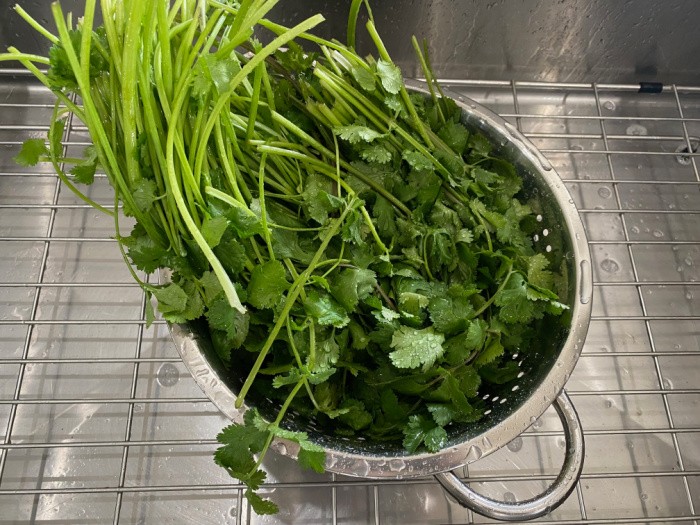 Wash and Drain Cilantro