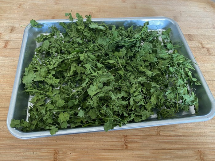 Conditioning Cilantro