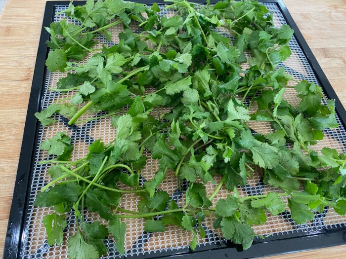 Place Cilantro on Dehydrator Racks