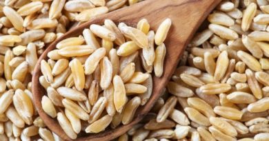 cook Kamut Grain