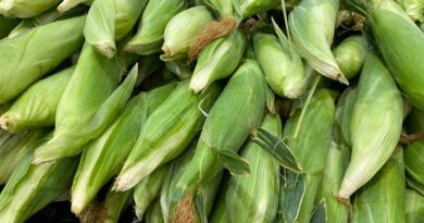 How To Freeze Corn On The Cob
