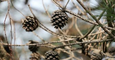 pine cones