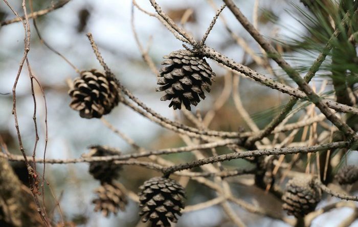 pine cones
