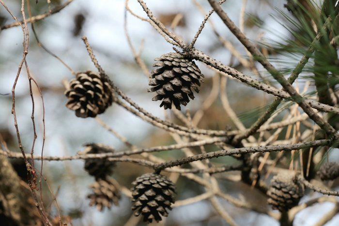 pine cones