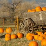 10 Pumpkin Recipes