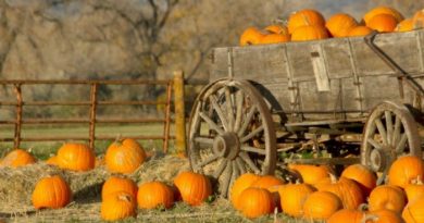 10 Pumpkin Recipes