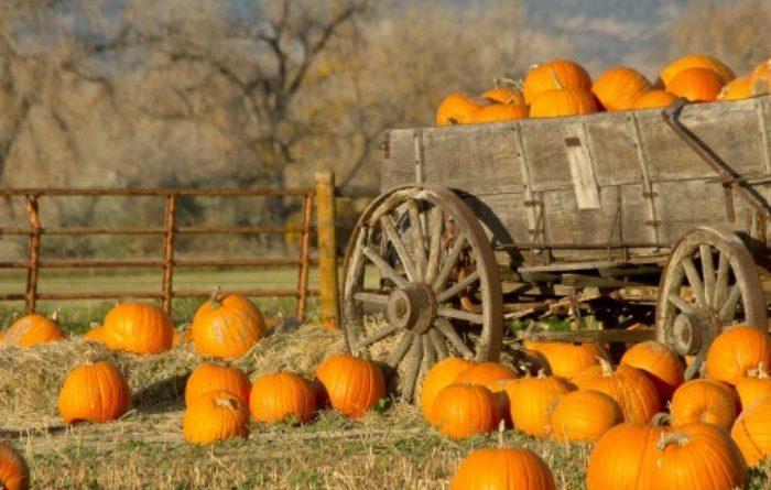 10 Pumpkin Recipes