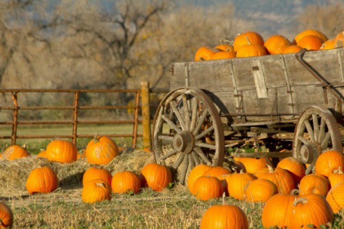 10 Best Pumpkin Recipes That Are Easy To Make