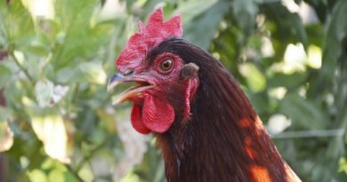 chicken breed