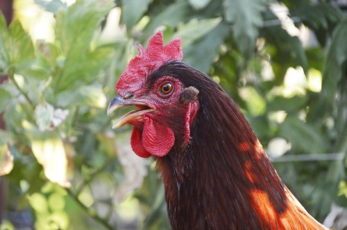 Which Chicken Breed Is Right For You?