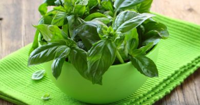 Grow Basil