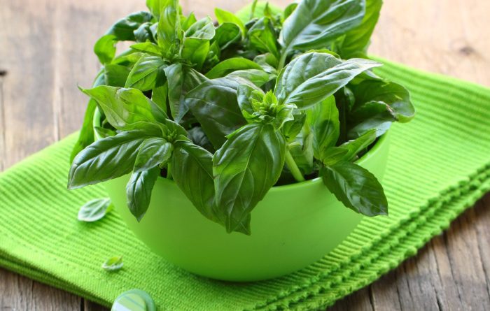 Grow Basil