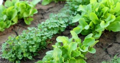 How To Prepare Gardens For Spring Planting