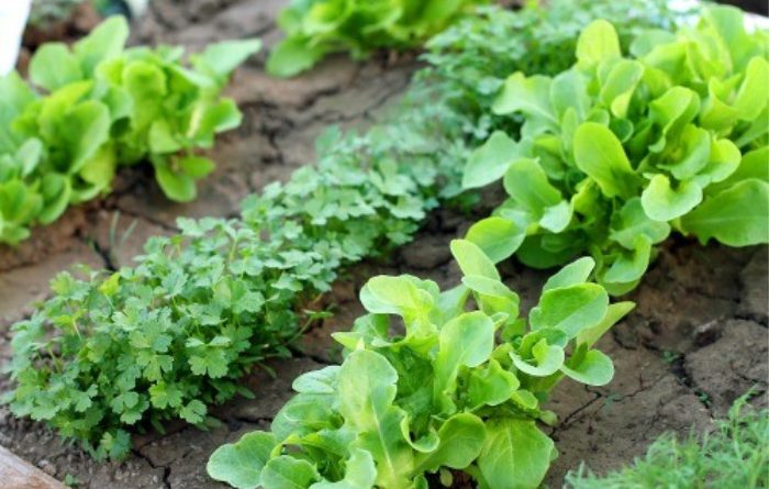 How To Prepare Gardens For Spring Planting