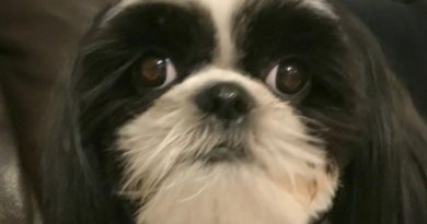 Dogs