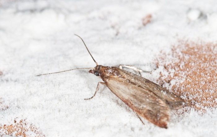 How To Get Rid Of Pantry Moths