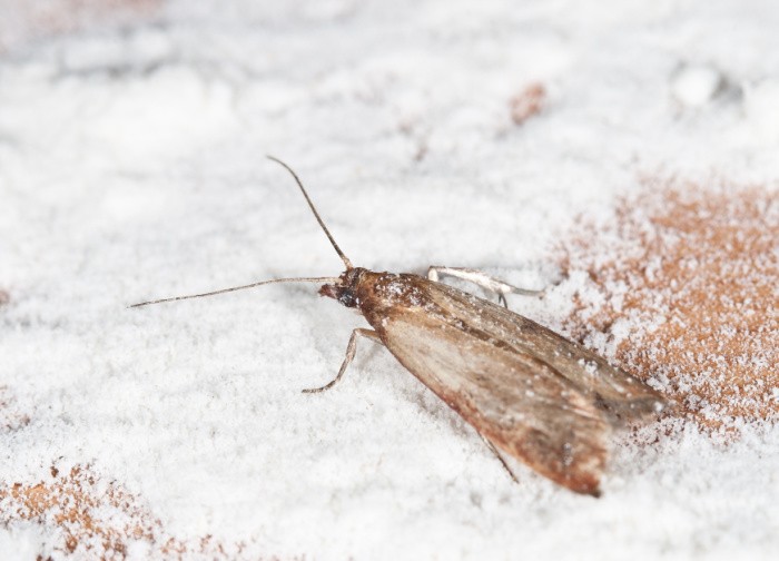 How To Get Rid Of Pantry Moths
