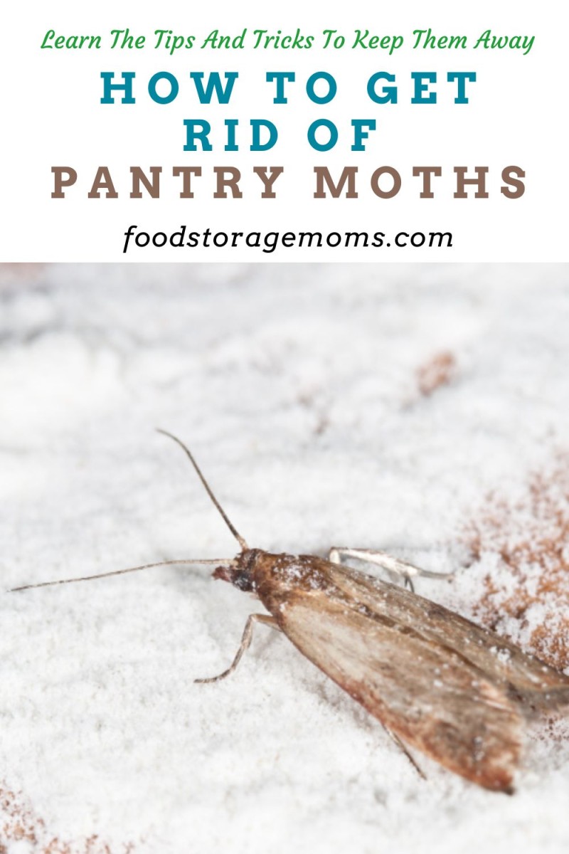 How To Get Rid Of Pantry Moths
