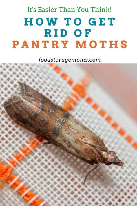 Pantry Moths