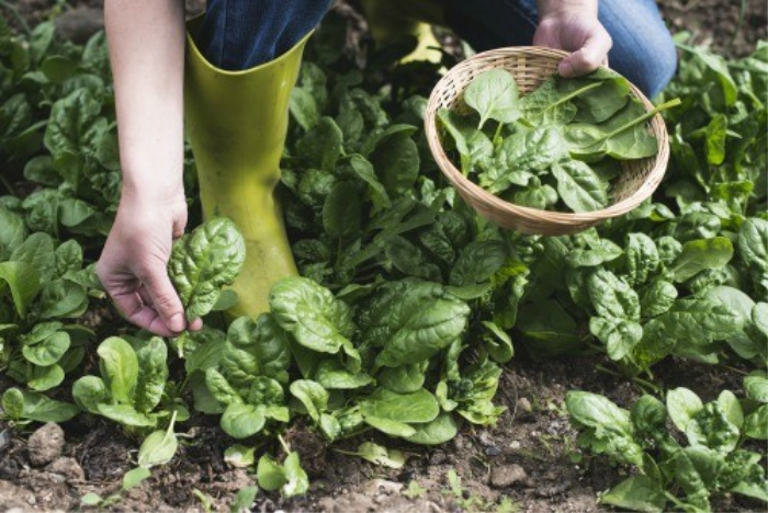 Picking spinach in the garden