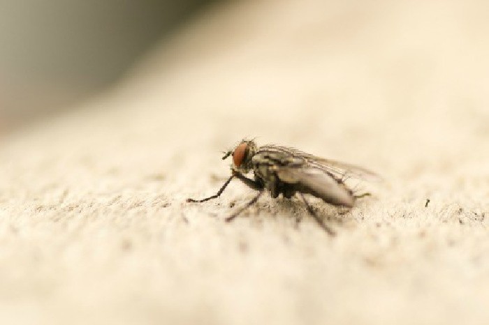 Fruit Flies on The Counter