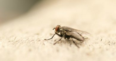 How To Catch Fruit Flies