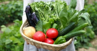 How To Homestead With Little Or No Money