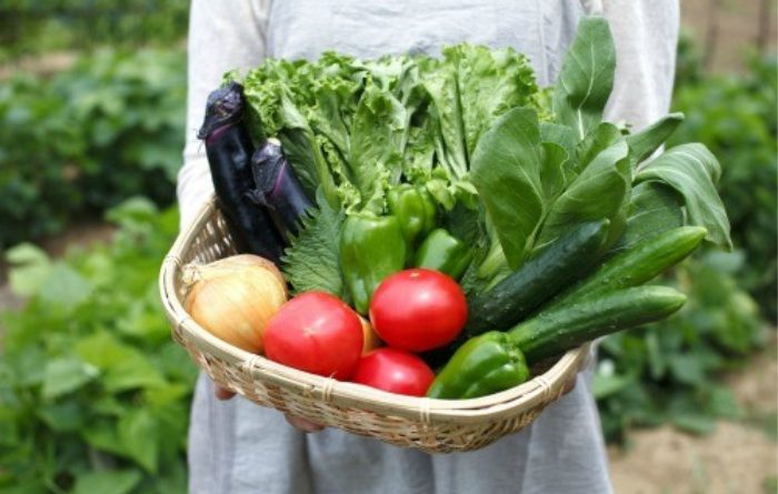 How To Homestead With Little Or No Money