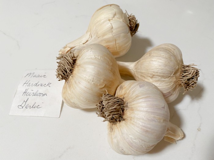 Hard Neck Garlic