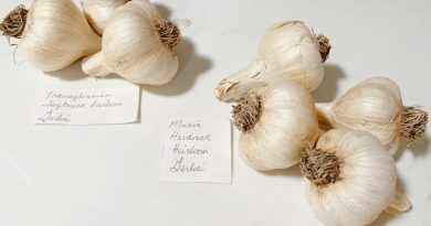 Hard and Soft Neck Garlic