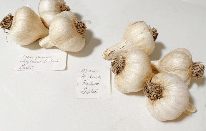Hard and Soft Neck Garlic