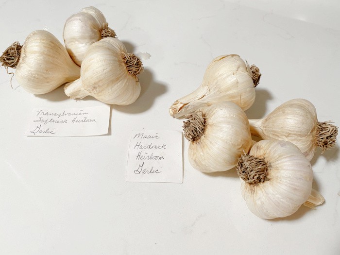 Hard and Soft Neck Garlic